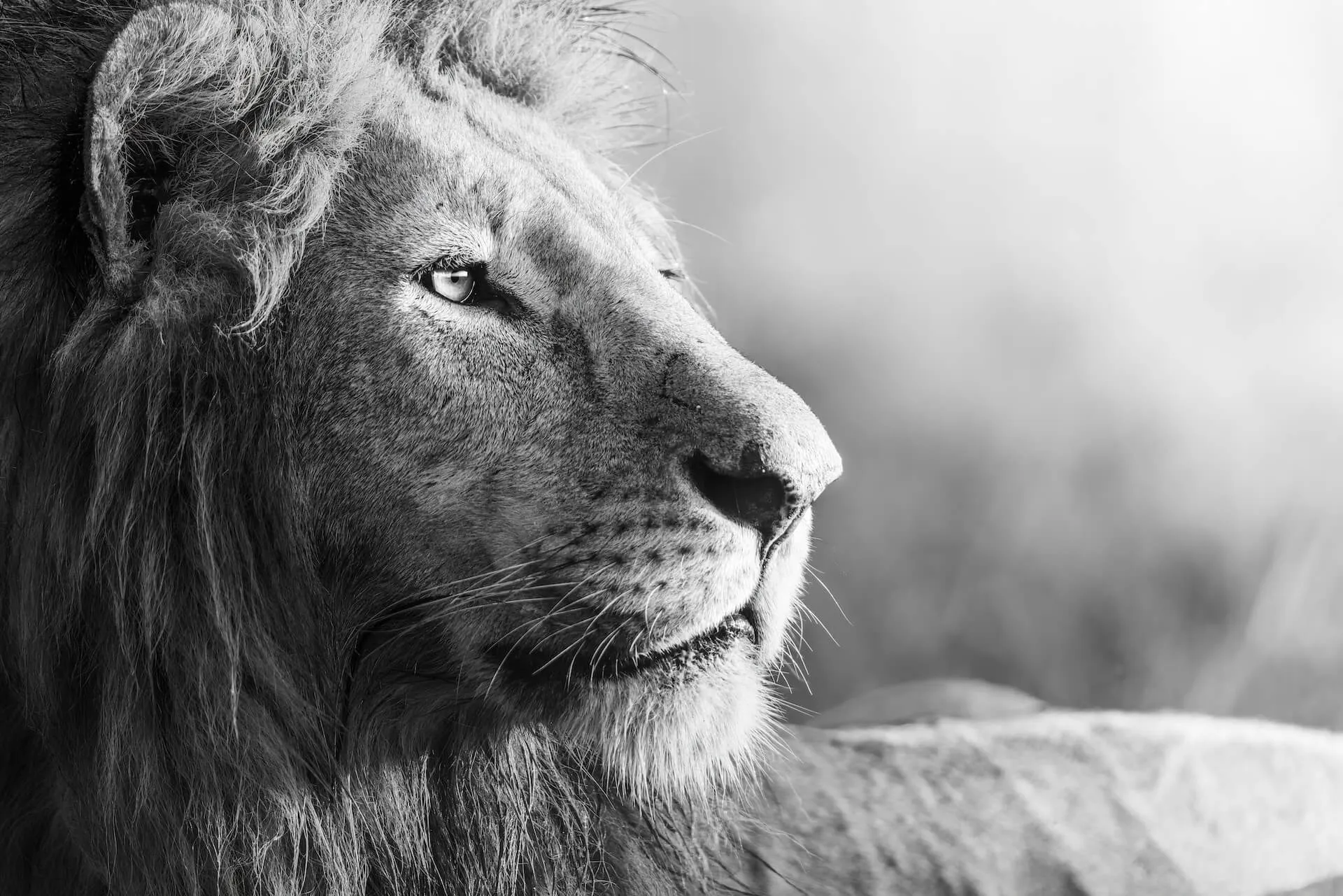 Zdjęcie lwa w czarno-białych barwach